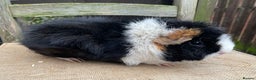 Guinea Pig rodents for sale: Beautiful sows - Advert 3