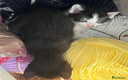 Mixed Breed cats for sale: 3 mixed male kittens for sale - Image 17