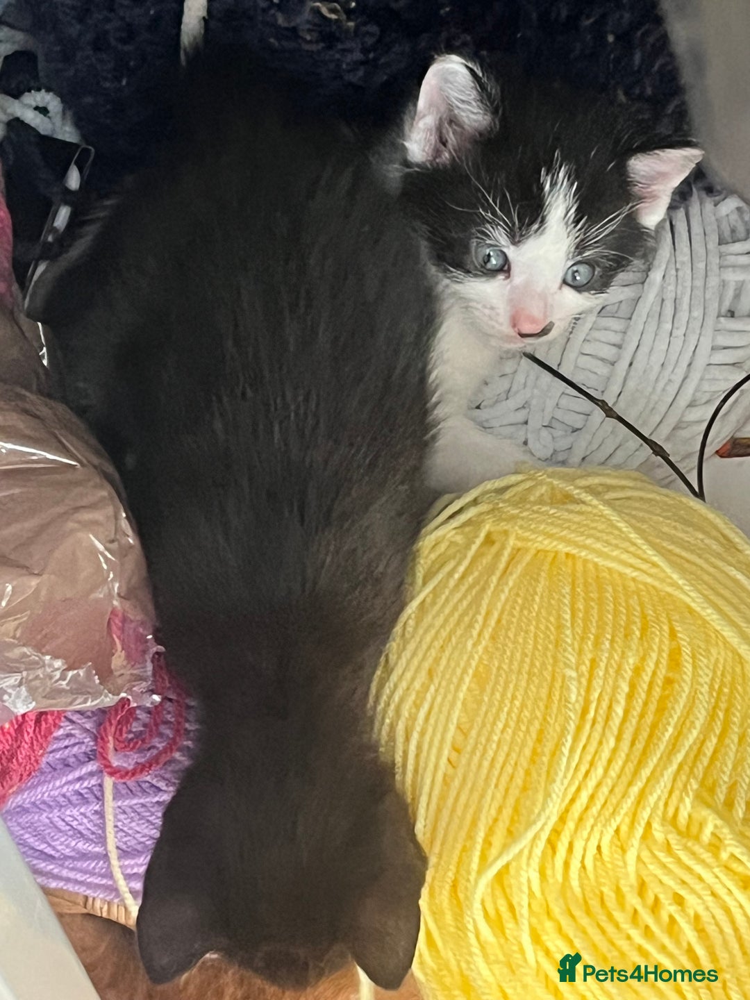 Mixed Breed cats for sale: 3 mixed male kittens for sale - Image 17