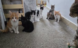 Mixed Breed cats for sale: 7 beautiful babies, 2 black/white are polydactyl  - Image 1