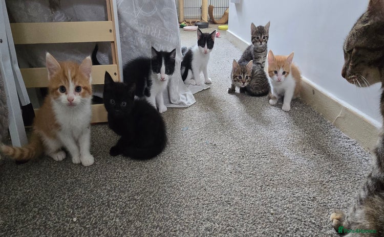 Mixed Breed cats - Advert 13