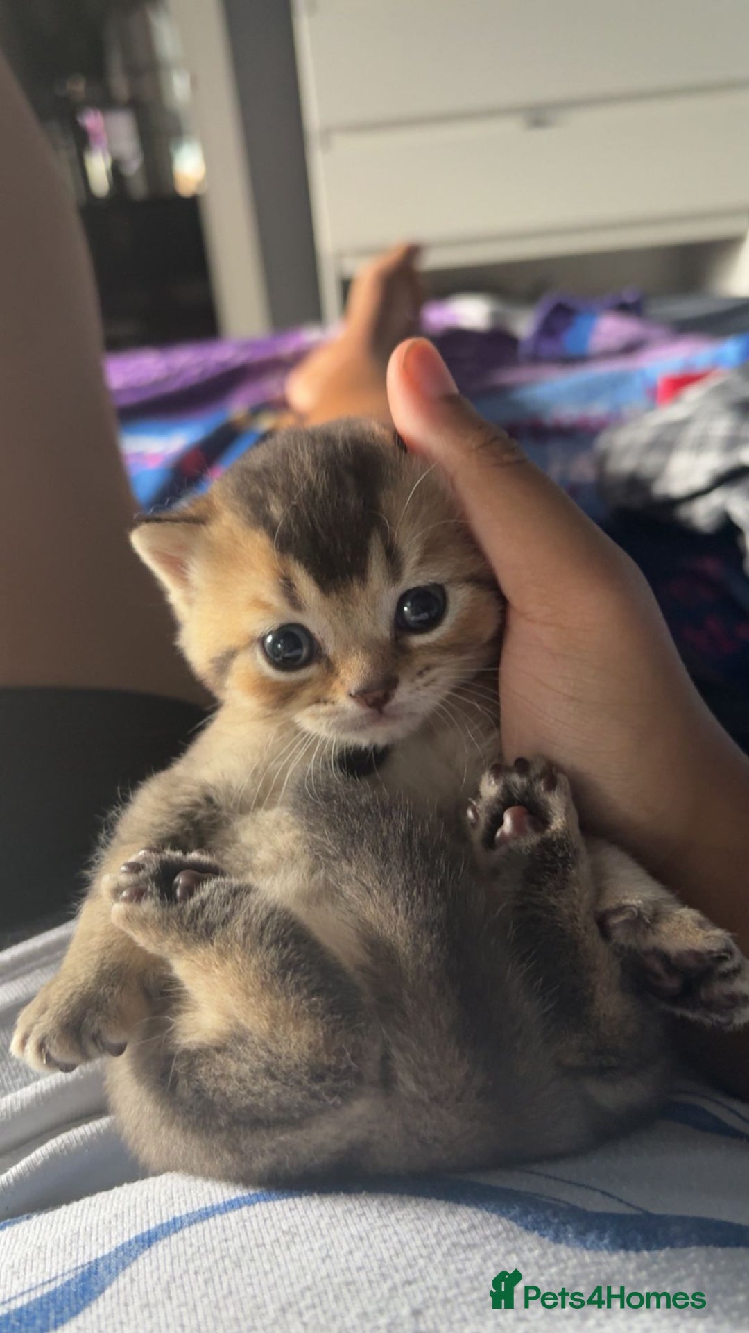 British Shorthair cats for sale: Golden British shorthairs  - Image 1