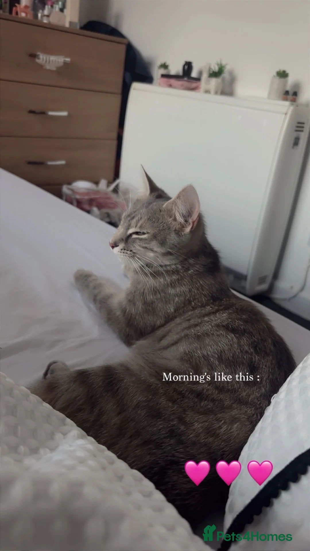 Domestic Shorthair cats for sale: Luna  in Leyland - Advert 2