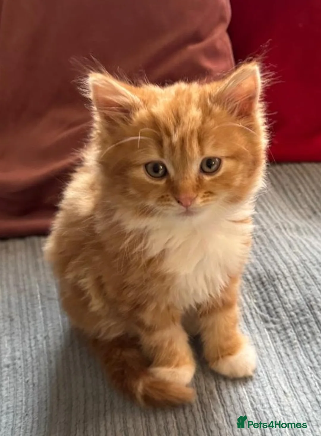 Mixed Breed cats for sale: GINGER AND WHITE FUZZ BALL - Advert 1