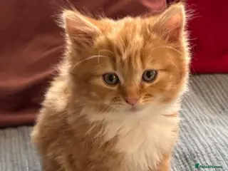 Mixed Breed cats GINGER AND WHITE FUZZ BALL - Advert 1