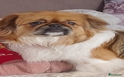 Mixed Breed dogs for sale: Pekingese mix breed puppies  - Advert 1