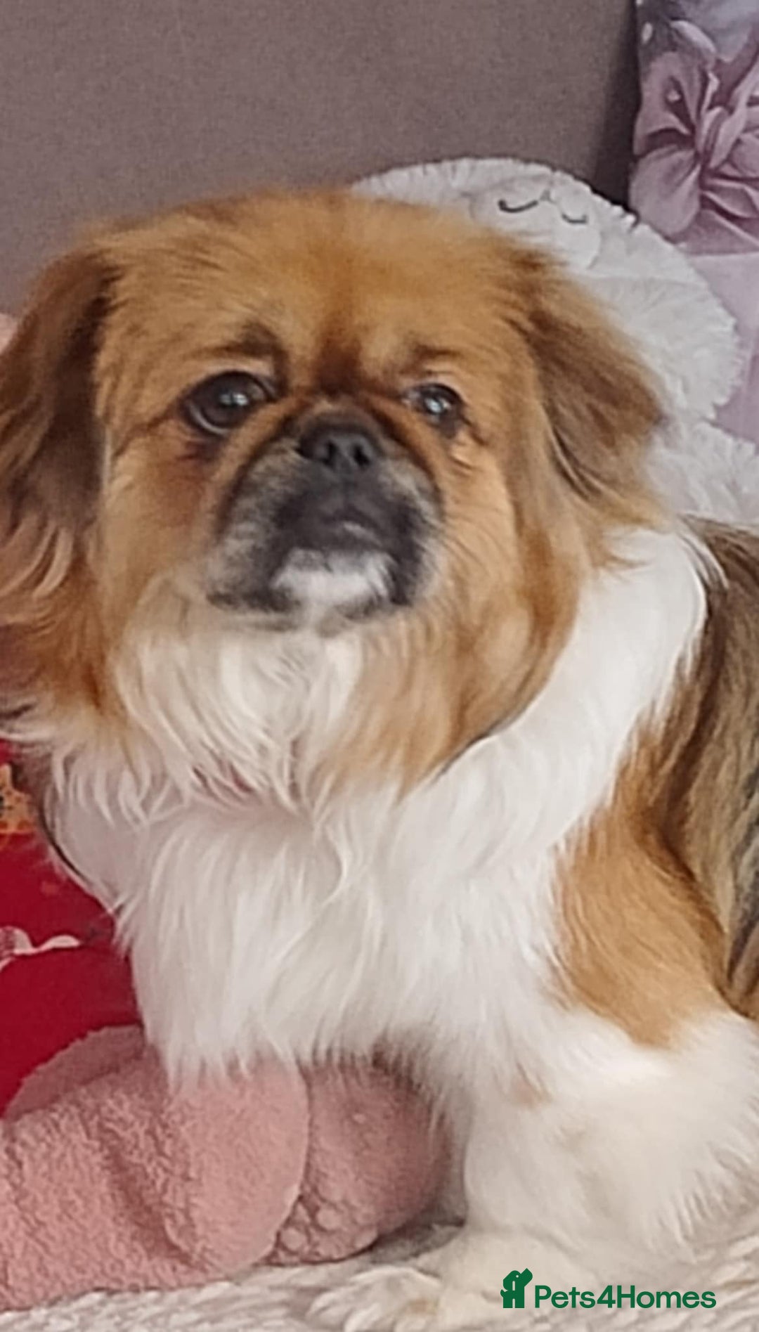 Mixed Breed dogs for sale: Pekingese mix breed puppies  - Advert 1