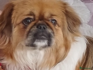 Mixed Breed dogs Pekingese mix breed puppies - Advert 1
