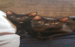 Domestic Shorthair cats for sale:  Bob, The Kitten - Image 33
