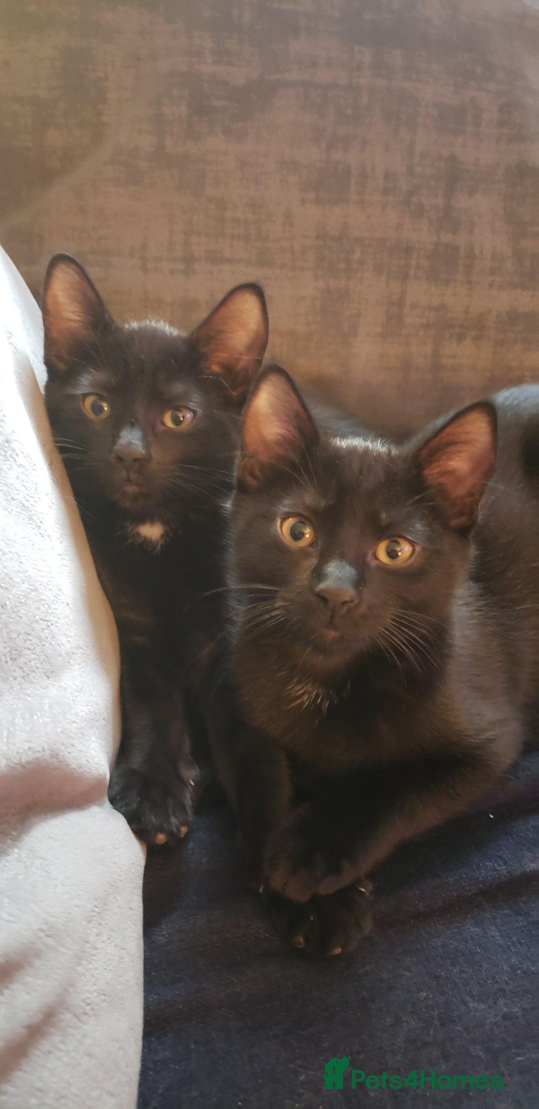 Domestic Shorthair cats for sale:  Bob, The Kitten - Image 33