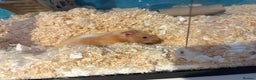 Hamster rodents for sale: Beautiful Syrian Hamster FREE  - Advert 1