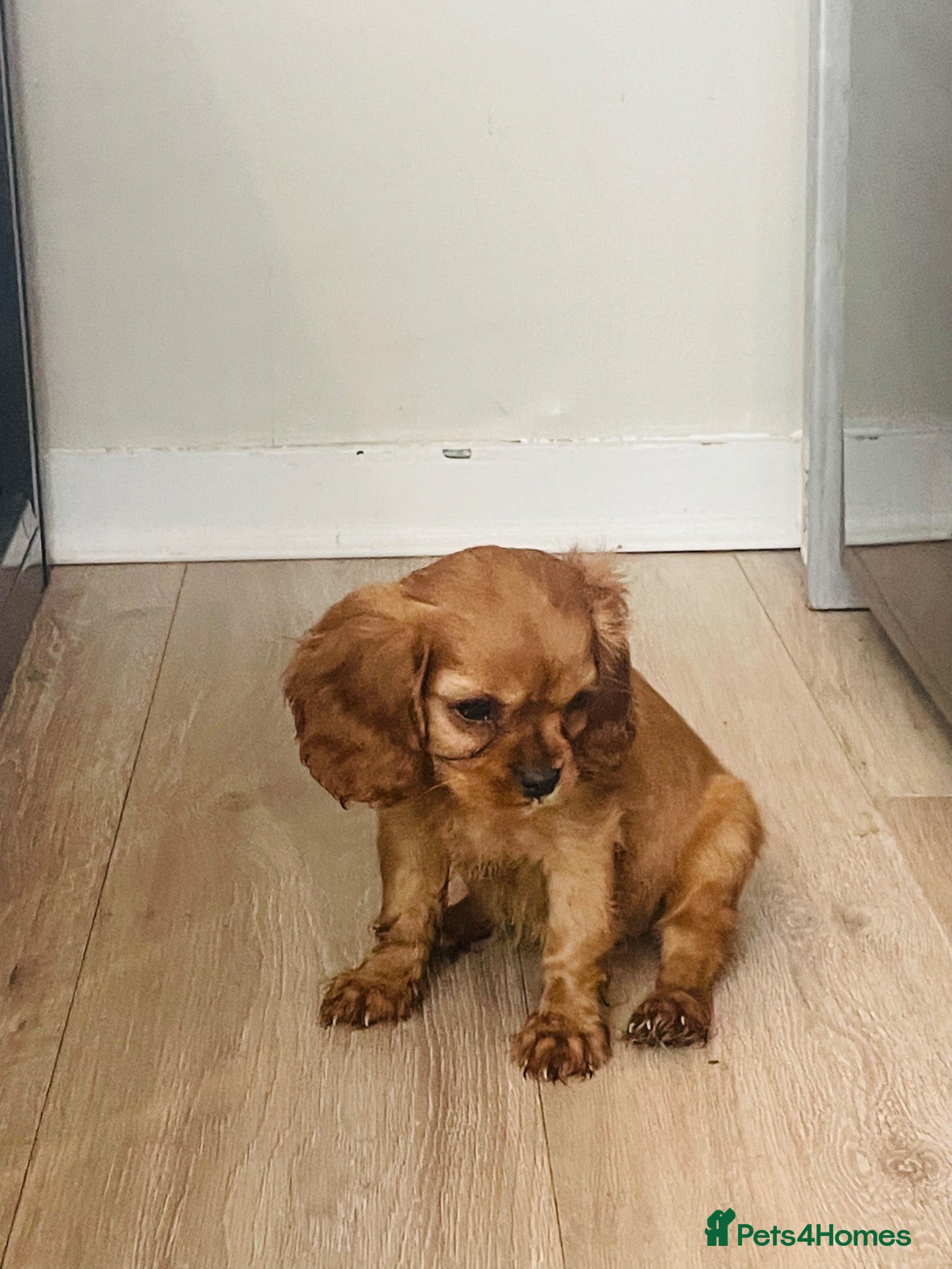 Cavalier King Charles Spaniel dogs Red full breed cavalier boys  - Advert 1