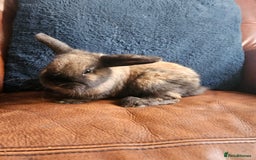 Mixed Breed rabbits for sale: Rabbit for sale - Image 2