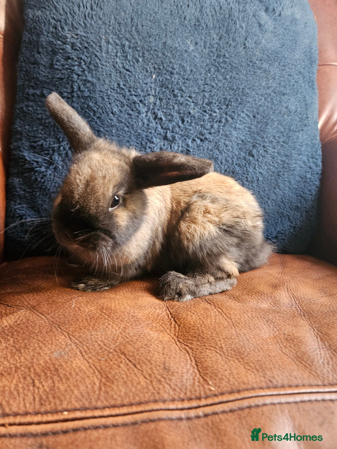 Mixed Breed rabbits for sale: Rabbit for sale - Image 2