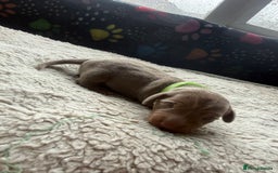 Miniature Dachshund dogs for sale: Miniature daschund - Advert 3