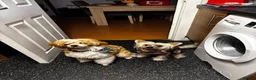 Chinese Crested dogs for sale: Chinese crested Powderpuff boys - Advert 10