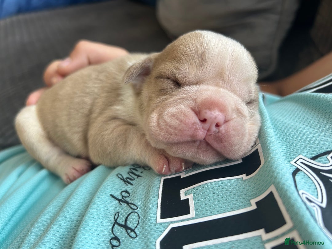 Olde English Bulldogge dogs for sale: CARTEL BLOODLINE OLDE ENGLISH PUPPIES!!  - Image 10