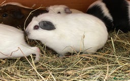 Guinea Pig rodents for sale: Beautiful mix of baby male Guineapigs dal Cali ect - Image 6