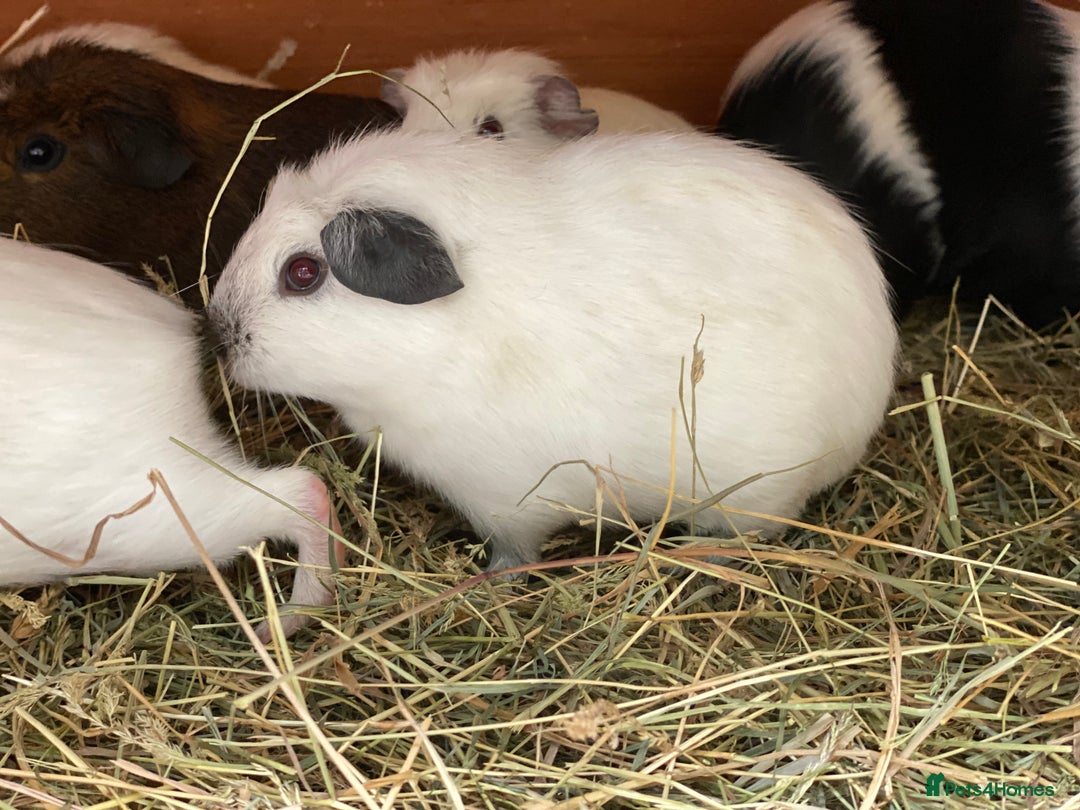 Guinea Pig rodents for sale: Beautiful mix of baby male Guineapigs dal Cali ect - Image 6
