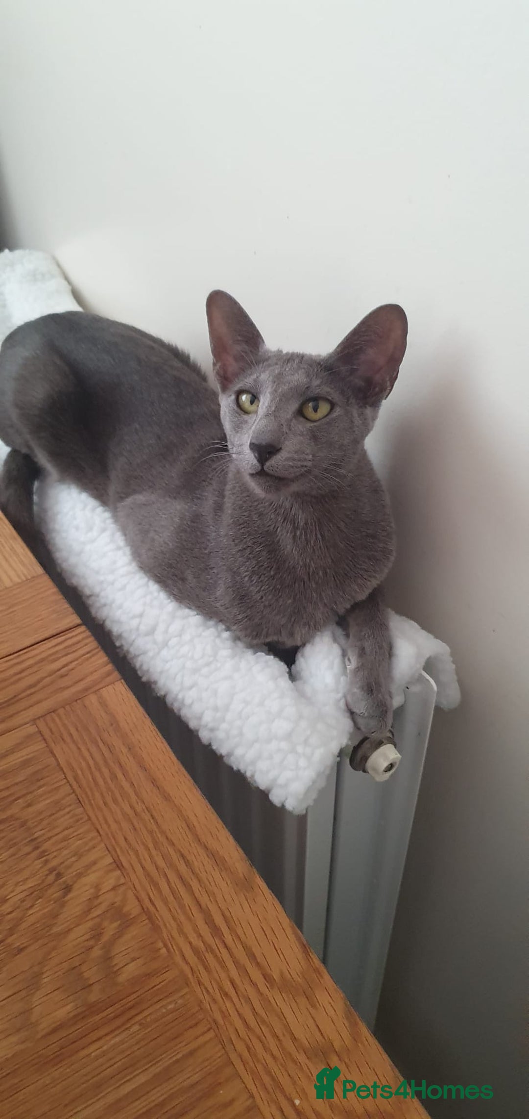 Oriental cats for sale: Oriental and Siamese kittens. - Advert 22