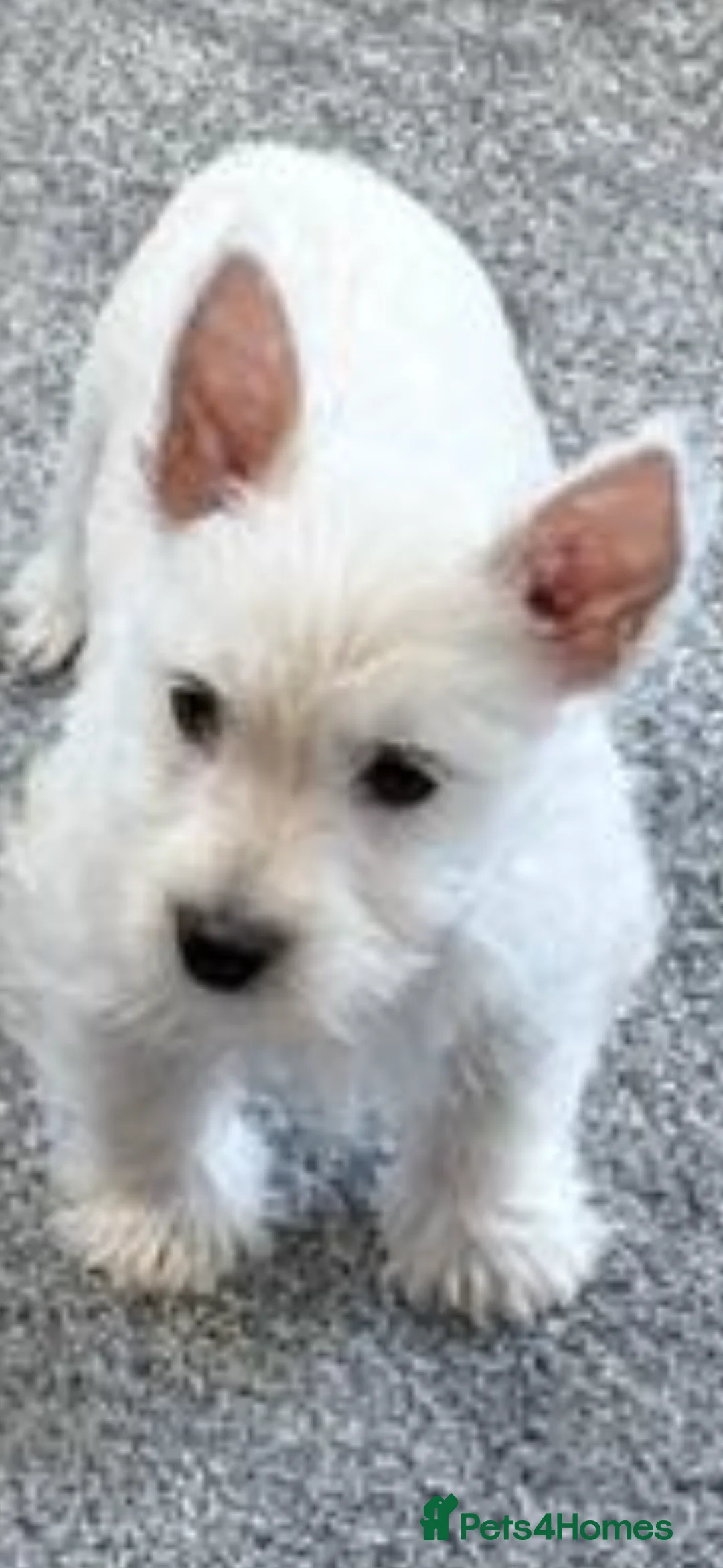 West Highland Terrier dogs for sale: KC REGISTERED WEST HIGHLAND TERRIERS - Advert 15