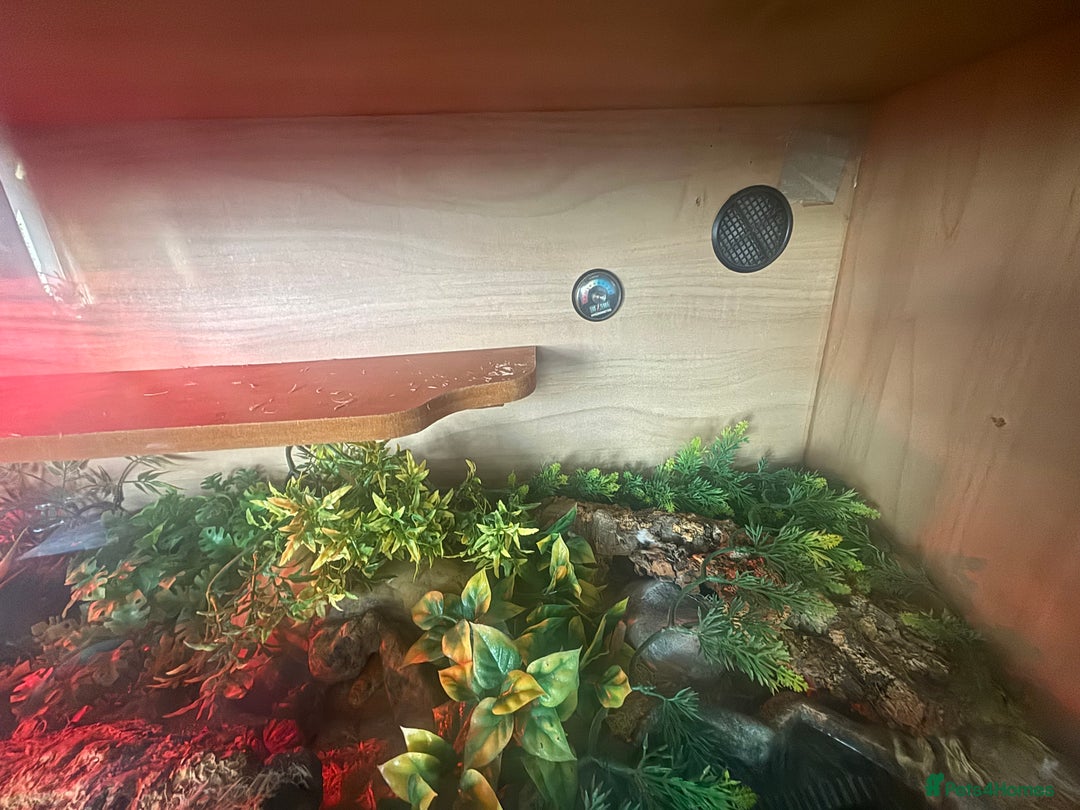 Corn Snake reptiles for sale: Corn Snake + 4ft Viv set up + Accessories  - Image 5