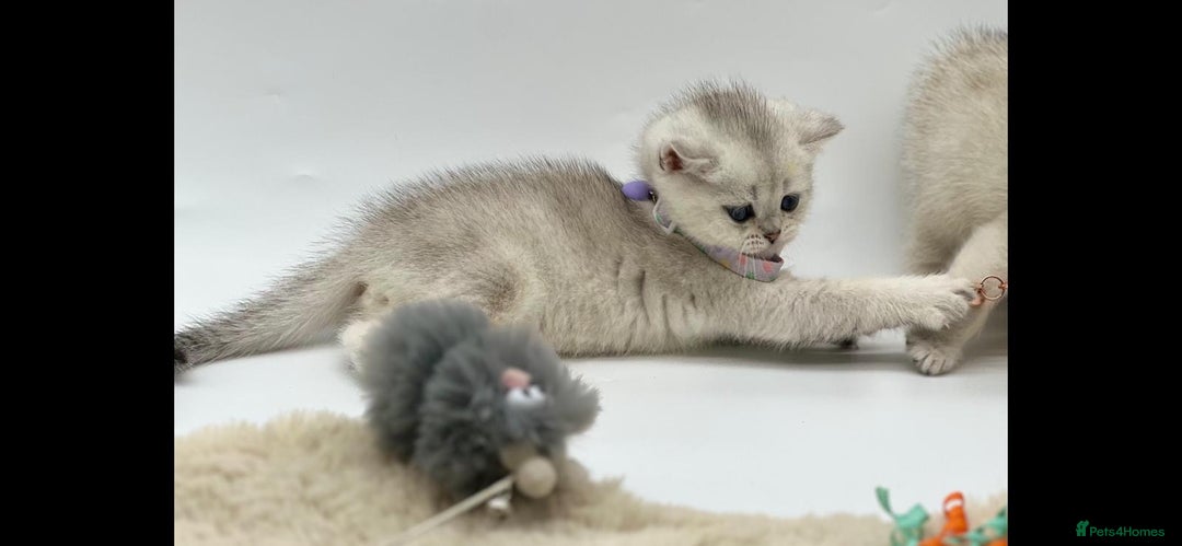 Scottish Fold cats for sale: Beautiful Scottish Straight Kittens - Advert 21