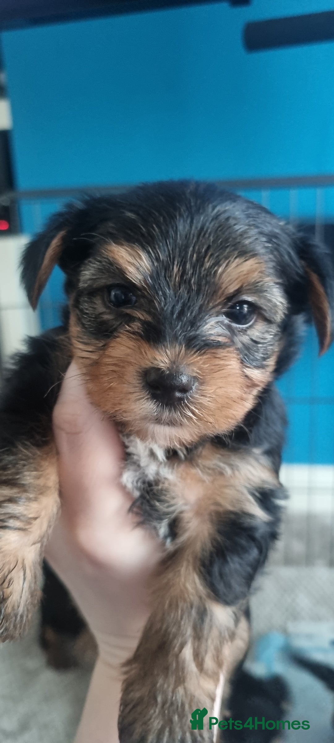 Yorkshire Terrier dogs for sale: Yorkshire Puppies for Sale  - Image 1