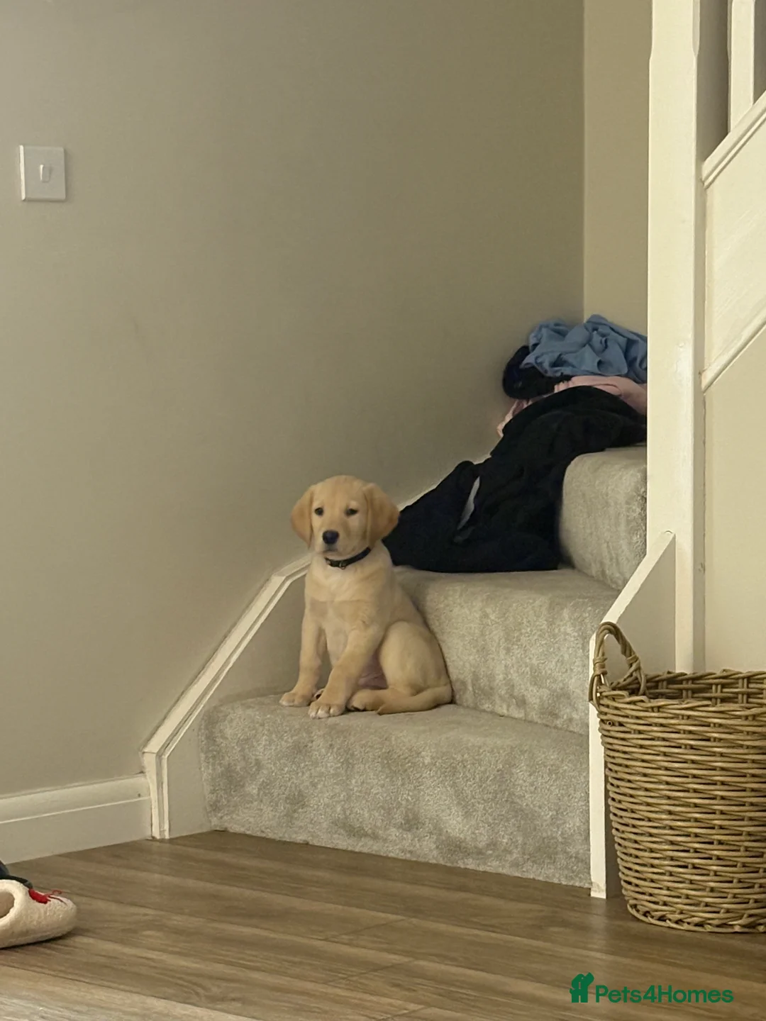 Goldador dogs for sale: Goldador puppy ozzy  - Advert 4