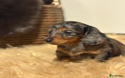 Miniature Dachshund dogs for sale: 🐶 Beautiful Longhaired miniature dachshund pups  - Image 5