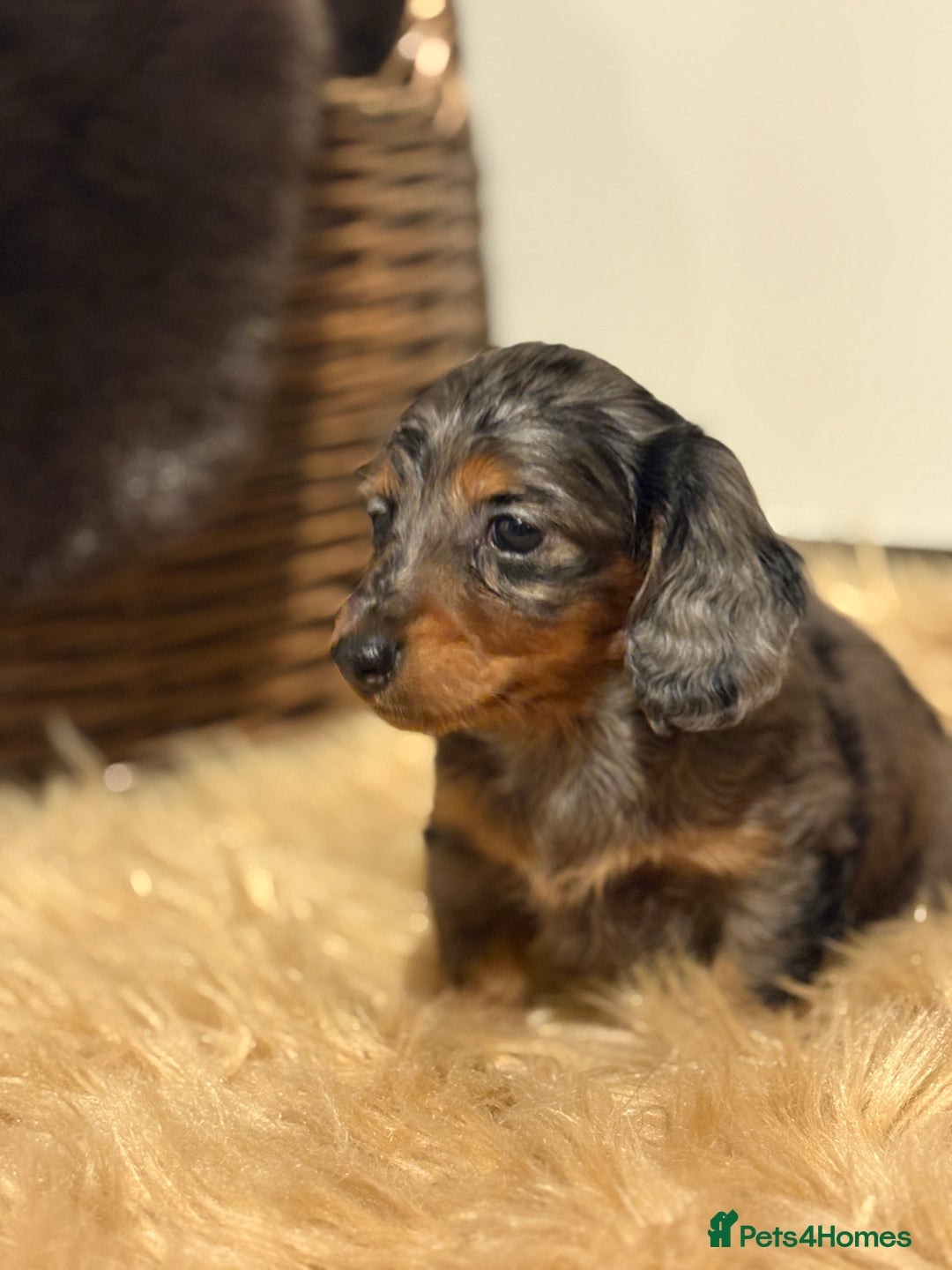 Miniature Dachshund dogs for sale: 🐶 Beautiful Longhaired miniature dachshund pups  - Image 5