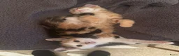 Mixed Breed cats for sale: 3 female kittens 10 weeks old - Advert 11