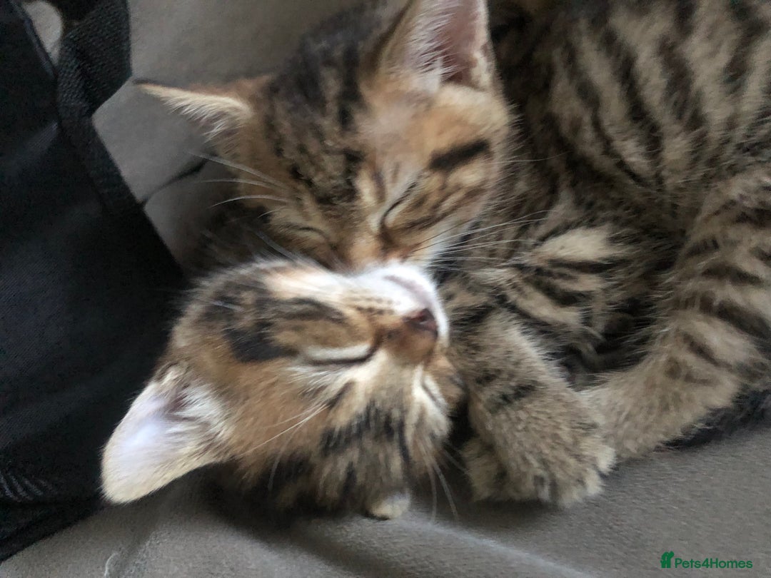 Bombay cats for sale: 🌟 🐾Ready to go🐾🌟 - Image 6