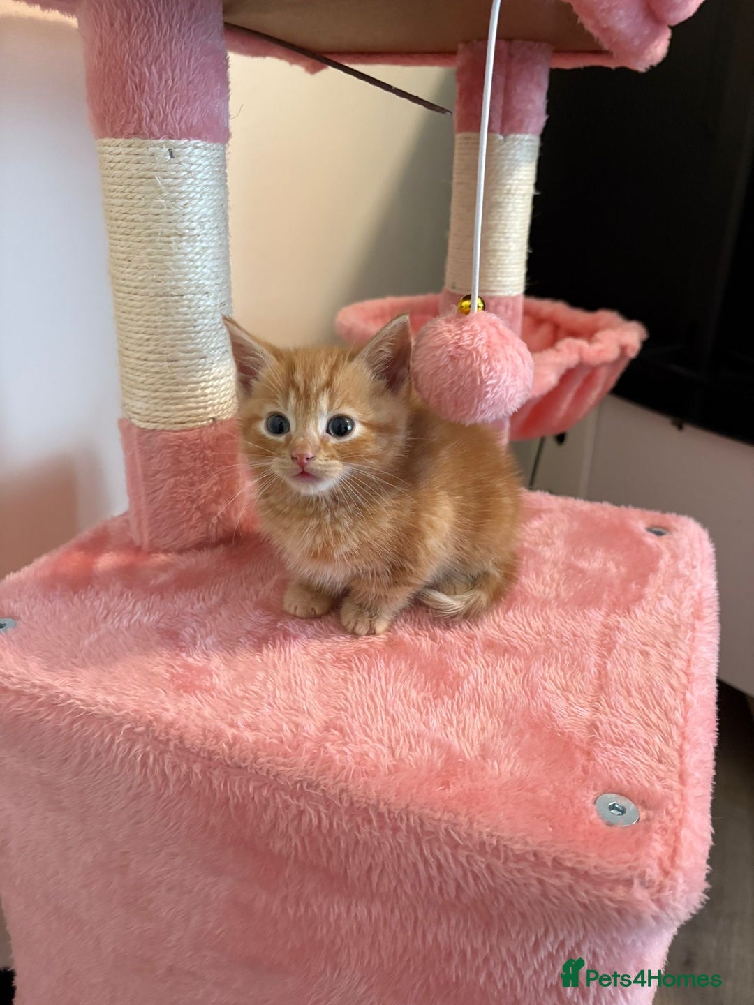 Mixed Breed cats for sale: 5 microchipped 8 week old kittens - Advert 10