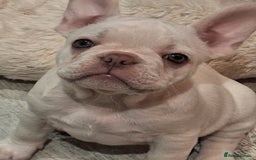 French Bulldog dogs for sale: French bulldogs  - Image 2