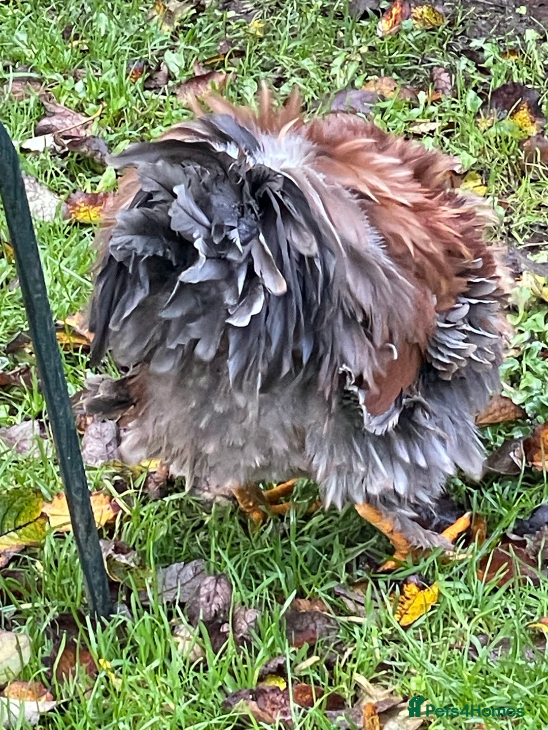 Chickens poultry for sale: 2 x 3 month old medium cockerels - Advert 4