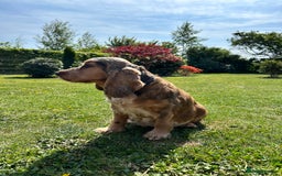 Cocker Spaniel dogs for sale: Show Type 🐾Health Tested 🐾Champion KC lines - Image 5