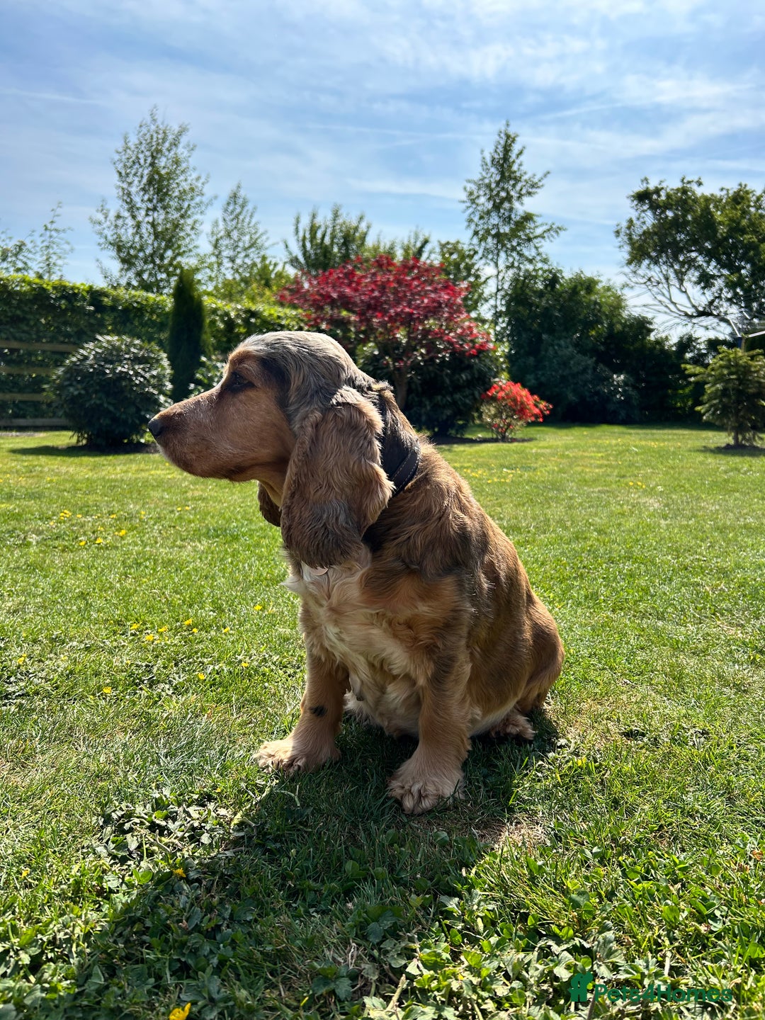 Cocker Spaniel dogs for sale: Show Type 🐾Health Tested 🐾Champion KC lines - Image 5