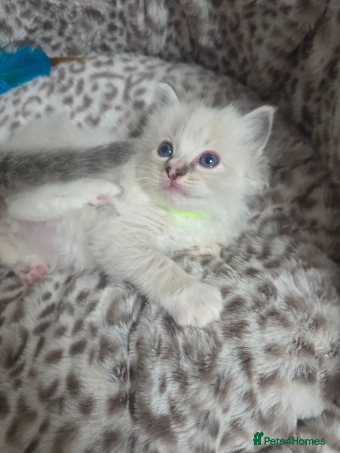 Ragdoll cats for sale: Stunning Ragdoll kittens - Advert 13