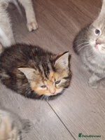 Exotic cats - Advert 4