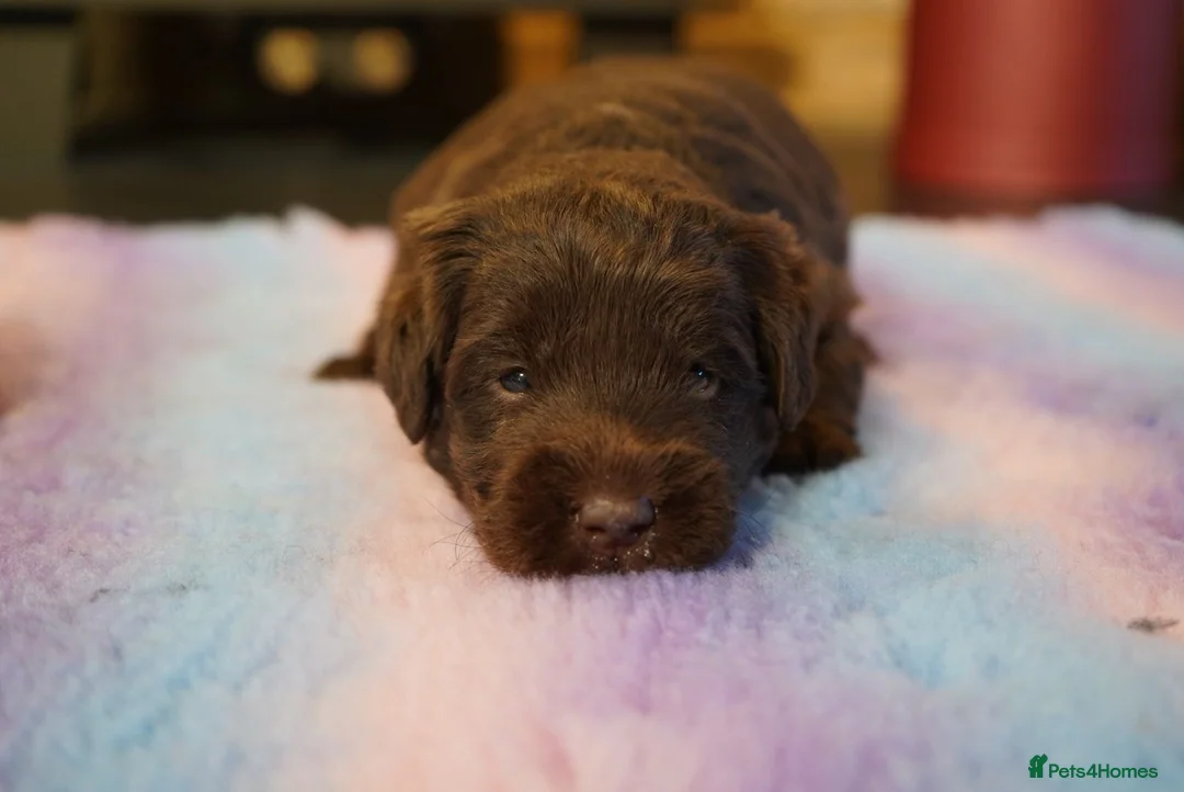 Labradoodle dogs for sale: Chocolate & chocolate Merle Labradoodles 🐾🐾🐾 - Advert 9