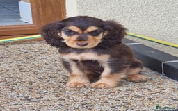 Cocker Spaniel dogs for sale: Gorgeous Chocolate & Sable Show Cocker Pups Ready - Image 28