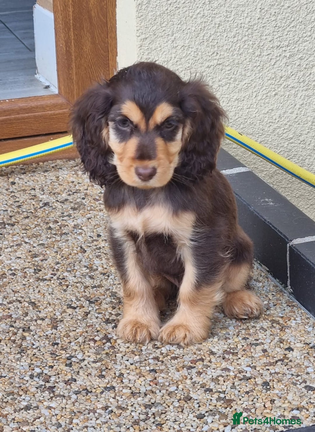Cocker Spaniel dogs for sale: Gorgeous Chocolate & Sable Show Cocker Pups Ready - Image 28