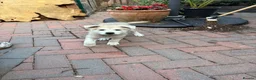 Mixed Breed dogs for sale: White Swiss shepherd cross wolf dog - Advert 6