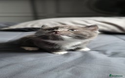 Mixed Breed cats for sale: 3 kittens for sale  - Image 10