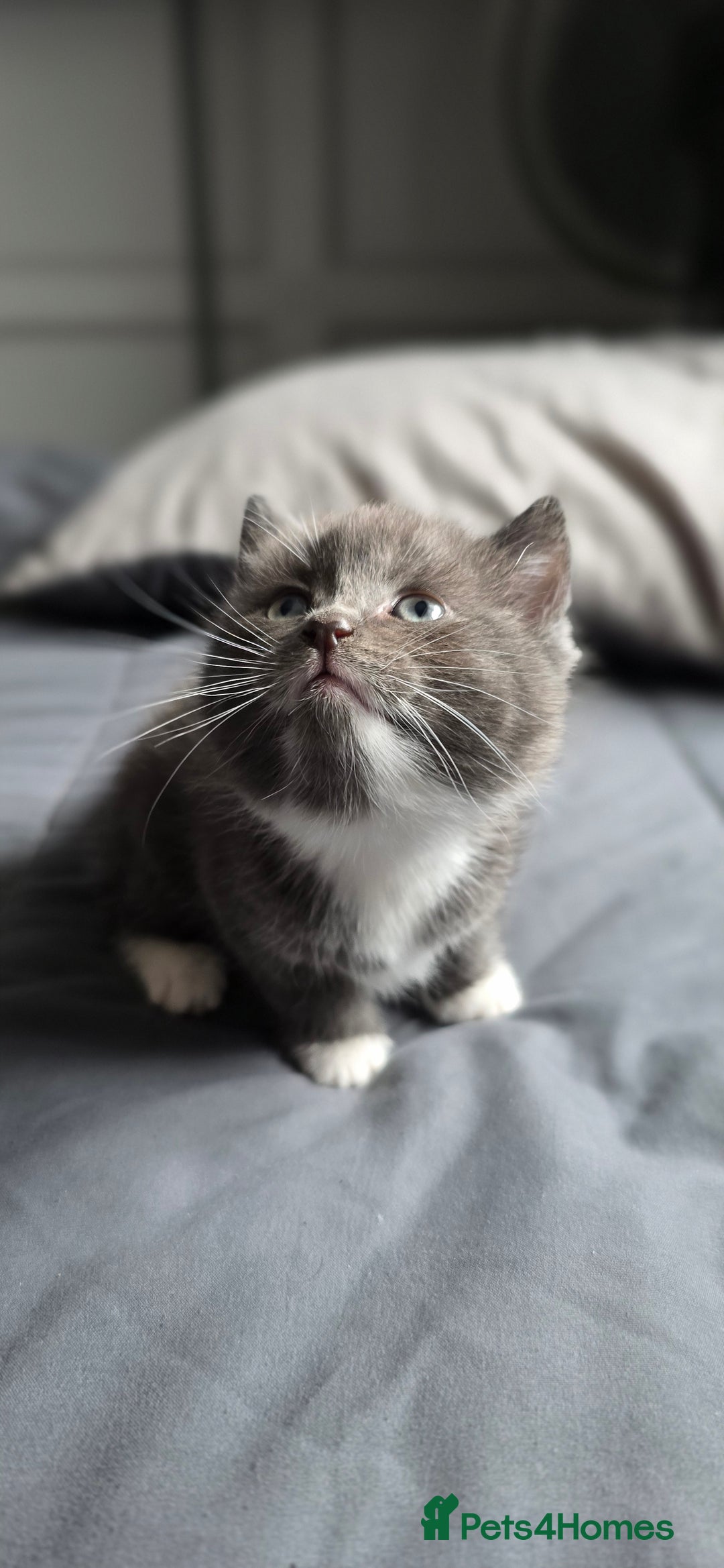 Mixed Breed cats for sale: 3 kittens for sale  - Image 10