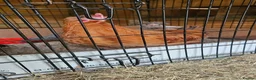 Mixed Breed poultry for sale: 3 x hens near point of lay  - Advert 4