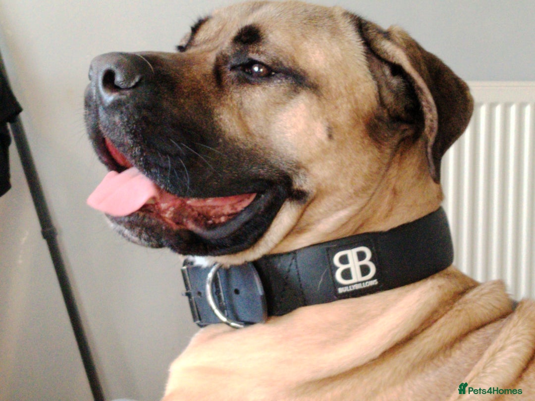 Mixed Breed dogs for sale: Selling my English mastiff cross cane corso - Image 1