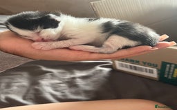 Mixed Breed cats for sale: Mixed breed kittens - Image 9