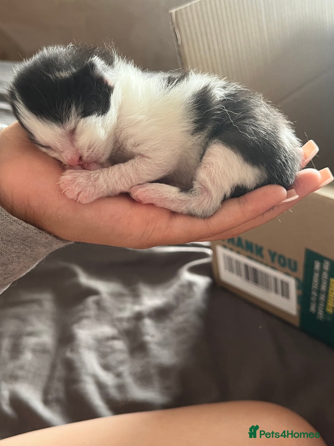 Mixed Breed cats for sale: Mixed breed kittens - Image 9